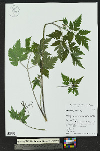 Osmorhiza depauperata image