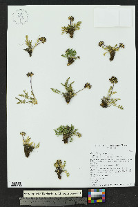 Oreoxis bakeri image