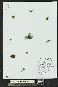 Sabulina michauxii image