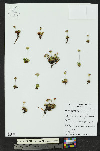 Androsace chamaejasme subsp. lehmanniana image