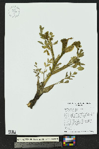Angelica grayi image