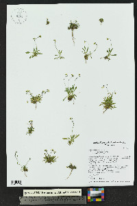 Draba crassifolia image