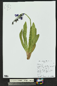 Primula parryi image