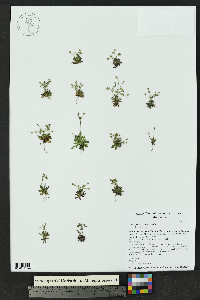Androsace septentrionalis image