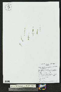 Stellaria longipes subsp. longipes image