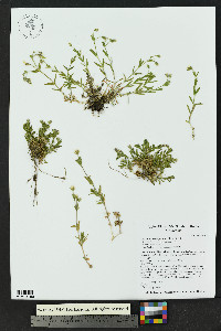 Cerastium beeringianum image