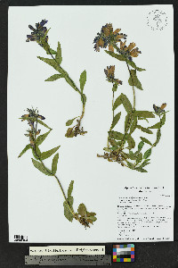 Penstemon whippleanus image