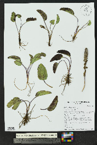 Besseya alpina image