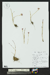 Allium geyeri var. geyeri image