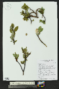 Salix planifolia image