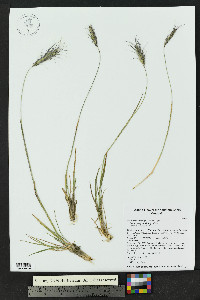Elymus scribneri image