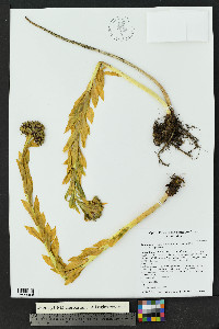 Rhodiola integrifolia subsp. integrifolia image