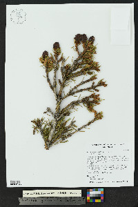 Picea engelmannii image
