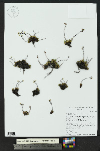 Saxifraga bronchialis image