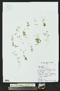 Stellaria irrigua image