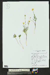 Ranunculus pedatifidus var. affinis image