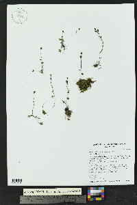 Saxifraga rivularis image