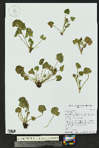 Oxyria digyna image