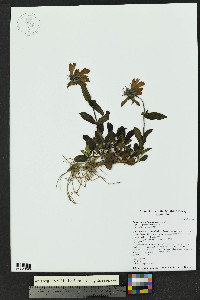 Penstemon whippleanus image