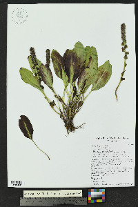 Besseya alpina image