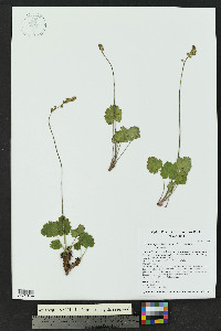 Heuchera parvifolia image