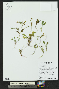 Ranunculus macauleyi image