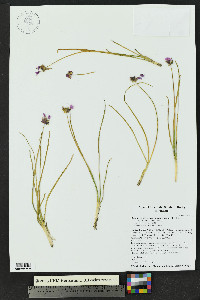 Allium geyeri var. tenerum image