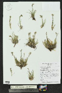 Eremogone fendleri image