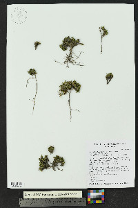 Cherleria biflora image