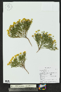Hymenoxys odorata image