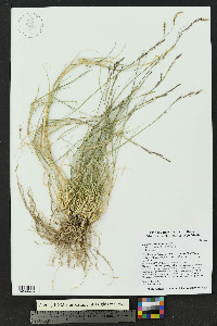 Bouteloua eriopoda image
