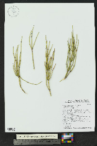 Ephedra aspera image