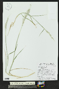 Digitaria californica image