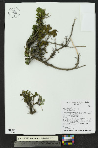 Salix nivalis image