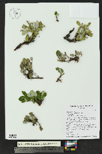 Salix nivalis image