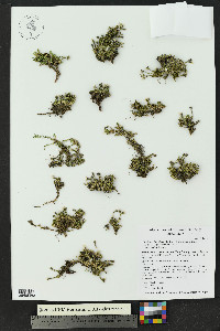 Cherleria obtusiloba image