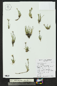 Eremogone fendleri image