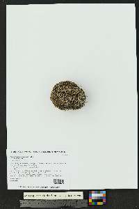 Mammillaria meiacantha image
