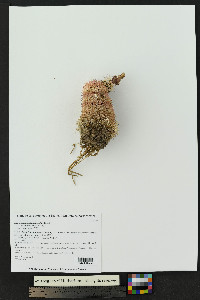 Echinocereus dasyacanthus image