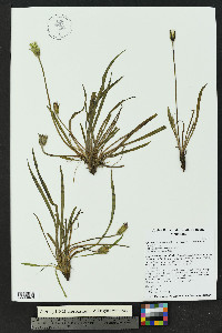 Agoseris aurantiaca var. aurantiaca image