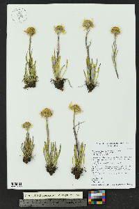 Hymenoxys brandegeei image