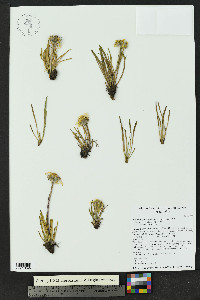 Hymenoxys brandegeei image