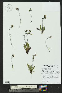 Hieracium triste image