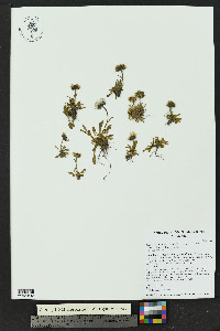 Erigeron melanocephalus image