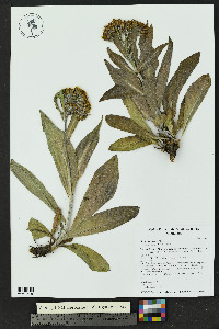 Senecio atratus image