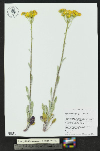 Packera hartiana image