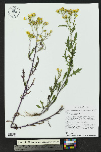Senecio eremophilus var. macdougalii image