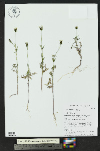 Bidens tenuisecta image