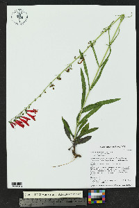 Penstemon barbatus image