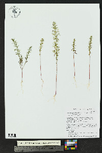 Dysphania graveolens image